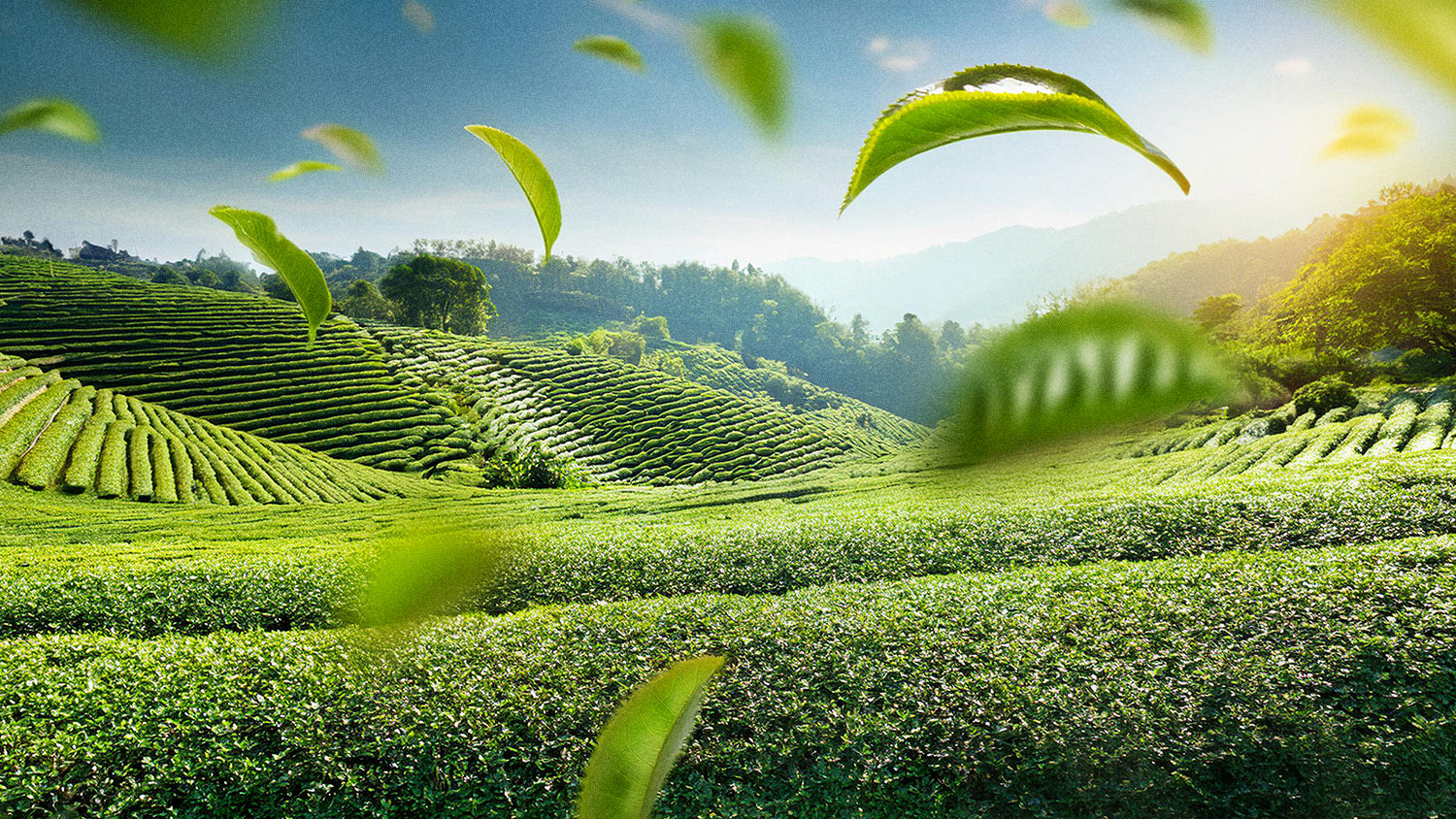 What is the Best Green Tea For You? A 2024 Guide – Seven Teas
